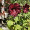 Thumbnail #2 of Hibiscus moscheutos by DaylilySLP