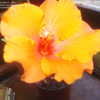 Thumbnail #2 of Hibiscus rosa-sinensis by joan30157