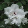 Thumbnail #2 of Hibiscus syriacus by vossner