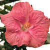 Thumbnail #1 of Hibiscus rosa-sinensis by Joan