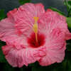 Thumbnail #2 of Hibiscus rosa-sinensis by Joan