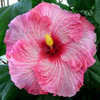 Thumbnail #1 of Hibiscus rosa-sinensis by Joan