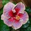 Thumbnail #2 of Hibiscus rosa-sinensis by cat4gp