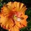 Thumbnail #1 of Hibiscus rosa-sinensis by PotEmUp