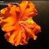 Thumbnail #2 of Hibiscus rosa-sinensis by WalterT