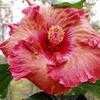 Thumbnail #2 of Hibiscus rosa-sinensis by shadowgirl
