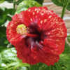 Thumbnail #2 of Hibiscus rosa-sinensis by munteus