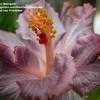 Thumbnail #2 of Hibiscus rosa-sinensis by Moonglow