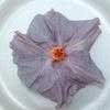 Thumbnail #3 of Hibiscus rosa-sinensis by MotherNature4