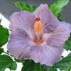 Thumbnail #4 of Hibiscus rosa-sinensis by Kell