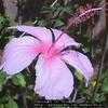 Thumbnail #1 of Hibiscus rosa-sinensis by Dinu