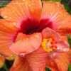 Thumbnail #3 of Hibiscus rosa-sinensis by RosinaBloom