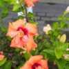 Thumbnail #2 of Hibiscus rosa-sinensis by RosinaBloom