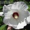 Thumbnail #2 of Hibiscus moscheutos by gardenaddict1