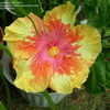 Thumbnail #2 of Hibiscus rosa-sinensis by Sunshines2day