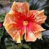 Thumbnail #4 of Hibiscus rosa-sinensis by mollymistsmith