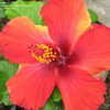 Thumbnail #5 of Hibiscus rosa-sinensis by morphins