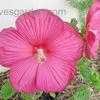 Thumbnail #1 of Hibiscus moscheutos by darius