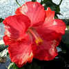 Thumbnail #1 of Hibiscus rosa-sinensis by Joan