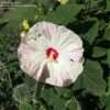 Thumbnail #4 of Hibiscus moscheutos by outdoorlover