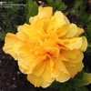 Thumbnail #4 of Hibiscus rosa-sinensis by xxjohnxx