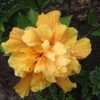 Thumbnail #5 of Hibiscus rosa-sinensis by xxjohnxx