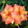 Thumbnail #2 of Hibiscus rosa-sinensis by amarantha00