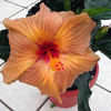 Thumbnail #5 of Hibiscus rosa-sinensis by amorecuore