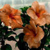 Thumbnail #4 of Hibiscus rosa-sinensis by Joan