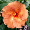 Thumbnail #3 of Hibiscus rosa-sinensis by Joan