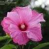 Thumbnail #4 of Hibiscus moscheutos by PanamonCreel