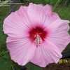 Thumbnail #2 of Hibiscus moscheutos by louisianamom