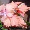 Thumbnail #1 of Hibiscus rosa-sinensis by Dinu