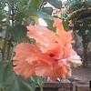 Thumbnail #2 of Hibiscus rosa-sinensis by Dinu