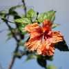 Thumbnail #5 of Hibiscus rosa-sinensis by Dinu