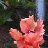 Thumbnail #3 of Hibiscus rosa-sinensis by Dinu