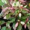 Thumbnail #4 of Hibiscus rosa-sinensis by Gerris2