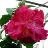 Thumbnail #2 of Hibiscus rosa-sinensis by Joan