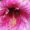 Thumbnail #2 of Hibiscus rosa-sinensis by AmandaTaylor7