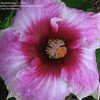 Thumbnail #4 of Hibiscus rosa-sinensis by AmandaTaylor7