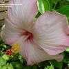 Thumbnail #1 of Hibiscus rosa-sinensis by rylaff