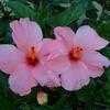 Thumbnail #2 of Hibiscus rosa-sinensis by PotEmUp