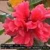 Thumbnail #1 of Hibiscus rosa-sinensis by Dinu