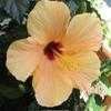 Thumbnail #4 of Hibiscus rosa-sinensis by Xenomorf