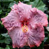 Thumbnail #1 of Hibiscus rosa-sinensis by Joan