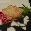 Thumbnail #3 of Hibiscus rosa-sinensis by RosinaBloom