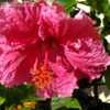 Thumbnail #5 of Hibiscus rosa-sinensis by RosinaBloom