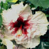 Thumbnail #1 of Hibiscus rosa-sinensis by Joan