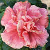 Thumbnail #1 of Hibiscus rosa-sinensis by Joan