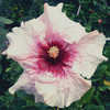 Thumbnail #2 of Hibiscus rosa-sinensis by Joan